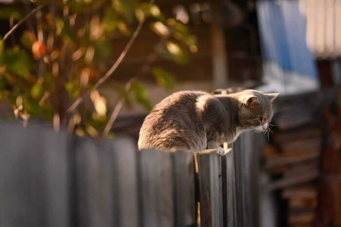 neighbour disputes